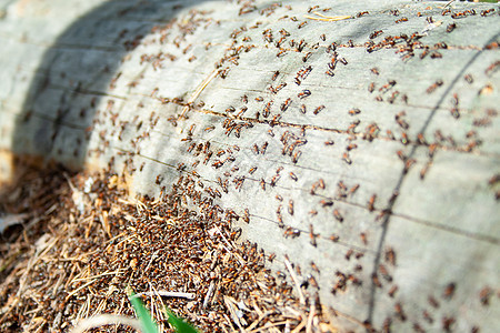 许多蚂蚁在工作社区晴天家庭漏洞荒野动物环境害虫团队场景图片