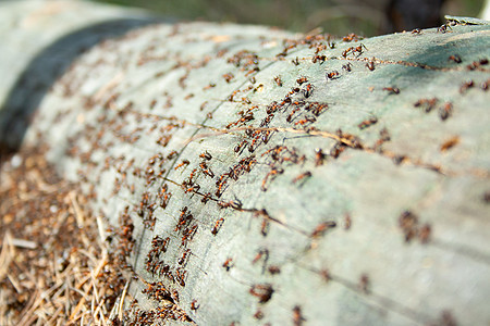 许多蚂蚁在工作团体动物木头家庭环境昆虫殖民地森林漏洞荒野图片