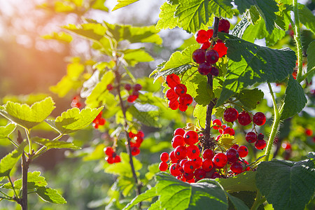 绿葡萄干红红成熟的果汁在绿树枝上植物叶子晴天季节饮食衬套水果果园食物植物群背景