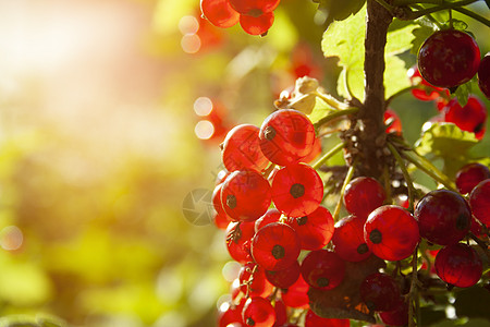 绿葡萄干红红成熟的果汁在绿树枝上植物群太阳生长食物醋栗季节晴天植物果园衬套背景
