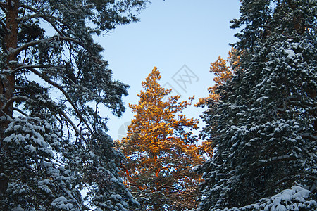 裁剪的顶部旅行风景针叶高山天空阳光天气云杉季节木头图片