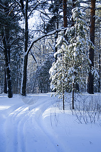 中间的滑雪足迹高山针叶树大雪季节太阳荒野场景天气雪花松树图片