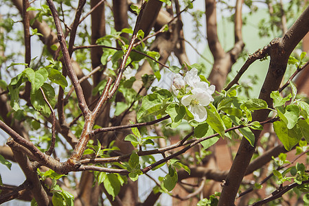 阳光明媚的春天盛开的苹果树花朵天空枝条花园宏观背景花瓣蓝色植物群叶子树枝背景图片