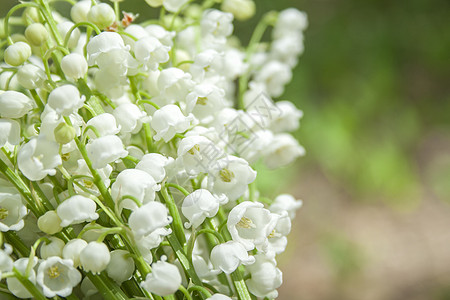 春天的花朵铃兰 山谷里的百合荒野植物花园花瓣草本植物叶子香水宏观植物学草地图片