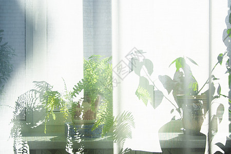 阳光从窗口照射到一个房间植物制造业活动建筑奢华食物阴影折叠隐私框架图片