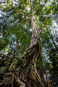 大树干 被藤和根覆盖丛林藤蔓树干树木荒野登山者藤本植物公园森林绿色图片