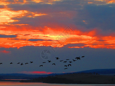 一群飞鸟 在红地日落的幕后游荡图片