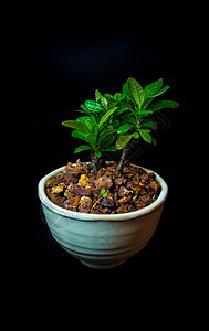 黑底的白色陶瓷锅中的小树黑色制品绿色盆栽花园爱好树叶植物学生长图片