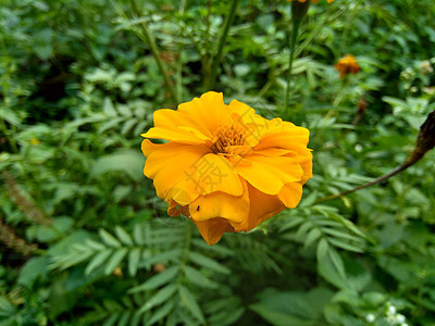 墨西哥万寿菊 阿兹台克万寿菊 自然背景的非洲万寿菊雏菊花婚礼勃起草本植物植物学季节花园橙子场地万寿菊花背景图片