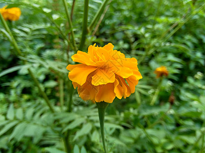 墨西哥万寿菊 阿兹台克万寿菊 自然背景的非洲万寿菊花园草本植物橙子金子植物学勃起植物花瓣雏菊花场地图片