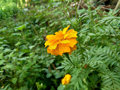 墨西哥万寿菊 阿兹台克万寿菊 自然背景的非洲万寿菊雏菊花花瓣婚礼橙子草本植物勃起植物植物学金子季节图片