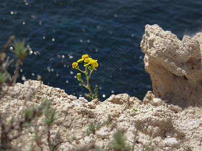 蓝色海面前的白色岩石上 有朵黄色的花朵图片