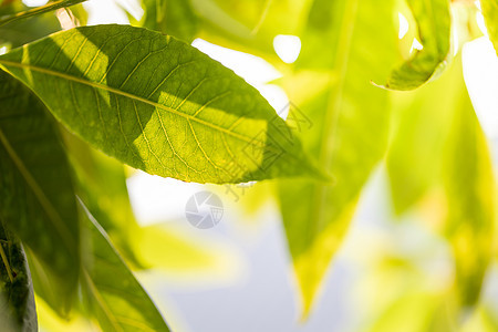 在花园的阳光下特写绿叶 自然黑色生长晴天生态植物叶子绿色植物树叶墙纸美丽绿色图片