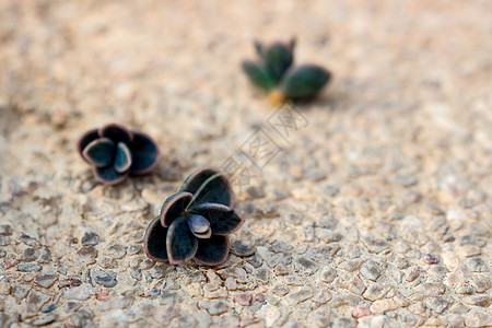 Kalanchoe秋天的小芽 在碎石地板上发芽图片