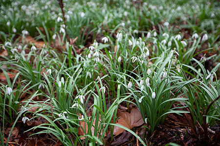 Galanthus(现秋) 3月图片