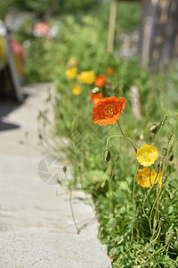 靠近点看花园户外的花朵荒野绿色植物植物学树叶场地野花宏观植物季节植物群图片