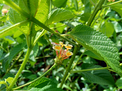 马缨丹 普通马缨丹 大鼠尾草 野生鼠尾草 红鼠尾草 白鼠尾草 蜱浆果 西印度马缨丹 伞形花 与自然背景宏观大圣花序园艺紫色植物花图片