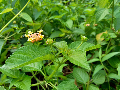 马缨丹 普通马缨丹 大鼠尾草 野生鼠尾草 红鼠尾草 白鼠尾草 蜱浆果 西印度马缨丹 伞形花 与自然背景大圣季节花园植物植物学花序图片