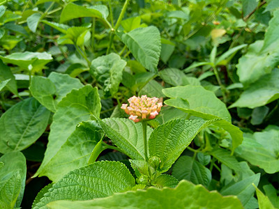 马缨丹 普通马缨丹 大鼠尾草 野生鼠尾草 红鼠尾草 白鼠尾草 蜱浆果 西印度马缨丹 伞形花 与自然背景橙子植物学花园园艺花瓣花序图片