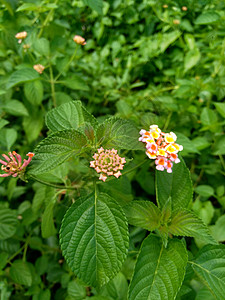 马缨丹 普通马缨丹 大鼠尾草 野生鼠尾草 红鼠尾草 白鼠尾草 蜱浆果 西印度马缨丹 伞形花 与自然背景植物群花瓣植物学大圣叶子花图片