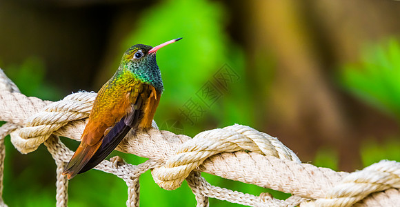 来自美洲的流行和小热带鸟类鸟群 亚马西利亚蜂鸟近距离肖像图片