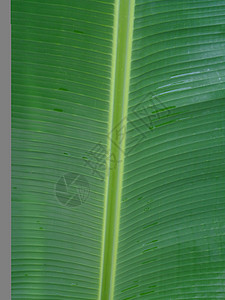 香蕉叶与自然背景叶子生长热带种植园水果农场植物花瓣黄绿色维生素图片