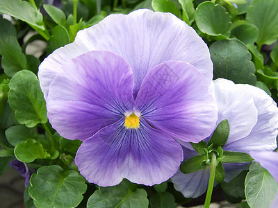 蓝色花朵团紧闭多彩的白丝花园艺紫色叶子花瓣中提琴草地投标生态三色花束图片