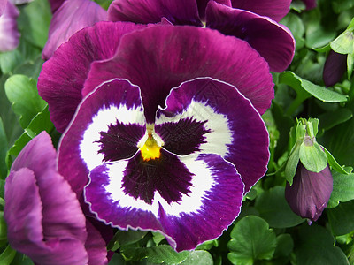 紫色和白花粉团 特写多彩的丝绸花朵叶子花园草地植物群植物花束投标中提琴园艺蓝色图片