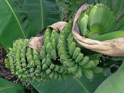 天然背景的生香蕉植物花园花瓣水果叶子茶点生长农场种植园黄绿色图片