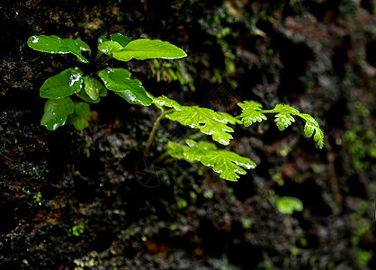 热带热带中含有苔类和藻类的鲜嫩小生叶季节森林苔藓宏观石头树叶环境公园花园绿色图片