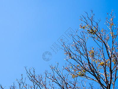 秋季在树上干枯的Padauk水壶叶子太阳紫檀植物场景森林阳光天空季节大果背景图片