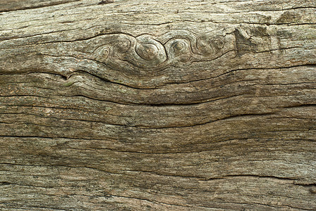 宇的质感日志墙纸圆圈硬木树桩白色裂缝树干木材棕色图片