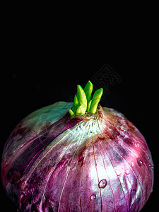 红洋葱的新芽叶发芽植物蔬菜黑色绿色洋葱植物学食物生长紫色图片