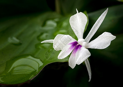 新鲜绿色叶子和芳香姜花的白花瓣地面季节香料植物群植物园植物芳香热带植物学花园图片