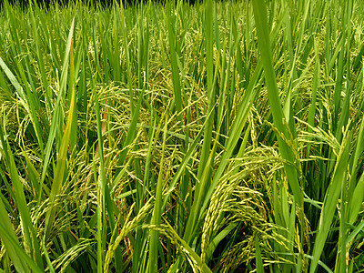 有自然背景的米饭紧闭农村植物种植园射线粮食地球环境植物群场地农场图片