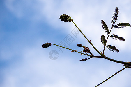 蓝色天空背面的巨型敏感植物的花朵和叶子图片