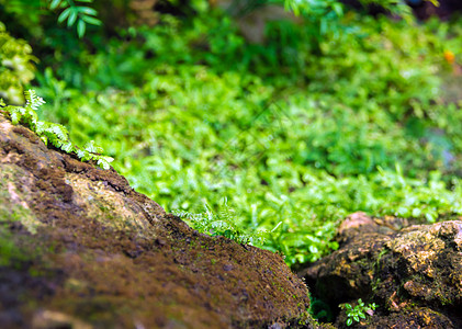 热带热带中含有苔类和藻类的鲜嫩小生叶绿色森林花园宏观石头环境公园季节树叶苔藓图片