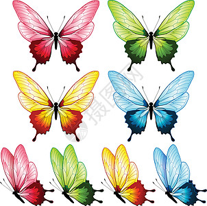 美丽的蝴蝶系列四色图片
