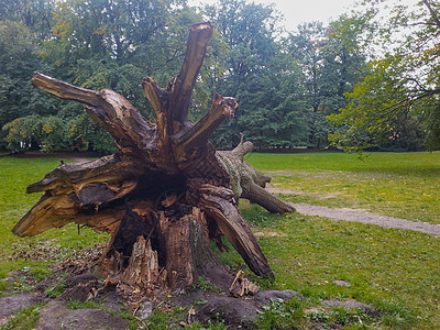 弗罗茨瓦夫南公园路上的瀑布树根图片