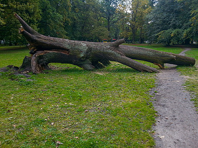 在沃洛克拉夫南公园的路上 掉下一棵巨大的树图片