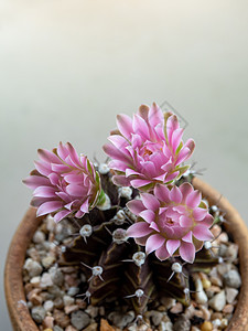 仙人掌花 特写粉红精细花瓣花花园植物学肉质背景图片