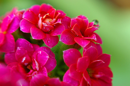 卡兰乔红色火神木兰花园植物图片