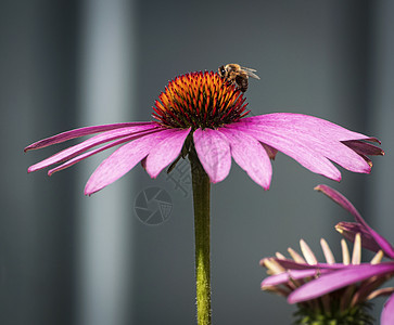 花朵上的蜜蜂昆虫荒野养蜂人花粉紫色花蜜园艺花园食物花头图片
