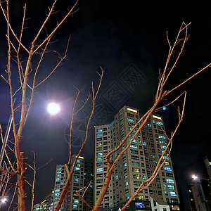 夜间与月和树一起住宅楼建筑图片