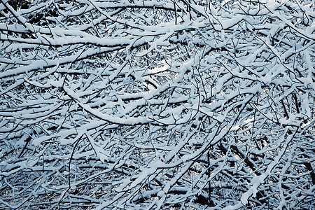 厚厚的雪地灌木冬季背景图片