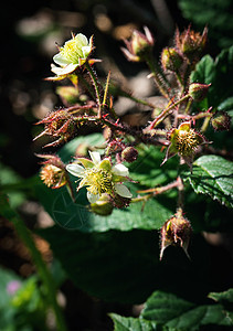 野生黑莓花朵图片