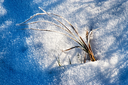 冻雪中的干草图片