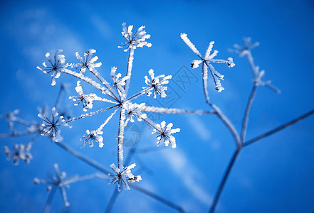 干燥植物的细细雪图片