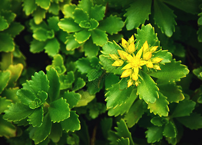 有黄花的绿色绿植物图片