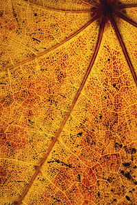 秋叶的秋色细节图片